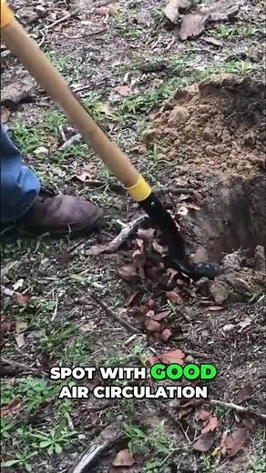 Transplanting Sago Palm Cicas Revoluta! Watch Your Garden Thrive! 💚