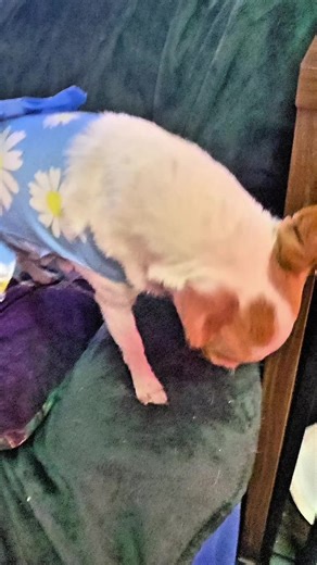 Adorable Chihuahua in Cute Dresses