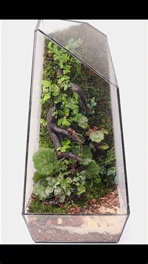 Moss wall terrarium