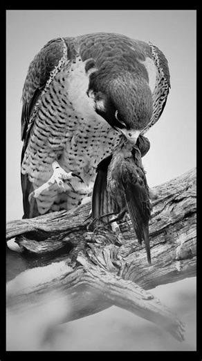 🦅 Falcon — grace in the sky, power in flight, master of speed#Falcon#Falcons