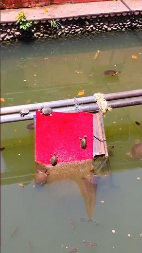 🐢 Playful Baby Turtles Climbing & Jumping into Water | Cute & Funny Turtle Moments | #shorts