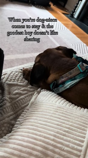 Cousins 🤗 #dogslife