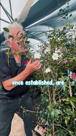 This is One of My FAVOURITE Sasanqua Camellias.