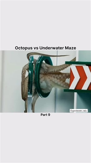 Experiments_only | Octopus vs Underwater Maze This octopus is way smarter than you think... Can it escape the ultimate underwater maze? 🐙🌊 . . . #USA... | Instagram