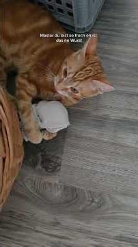 diese Tablette soll er nehmen?! #katzen
