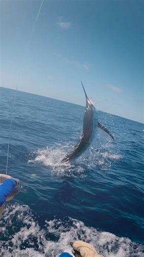 Marlin Dance… #BuiltToFish 🎥 GoPro #GoPro #GoProANZ Surtees Boats Mercury Marine Australia & New Zealand Garmin Marine YETI Just Another Fisherman Bonze Lures Kilwell Sports Export NZ | Built to Fish TV