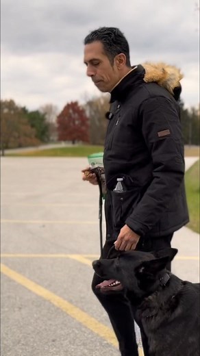 When training your dog to heel, ensure their toes align with your heels. That's the ideal position. Moving out of that? It's a 'stay,' not a heel. Simple adjustment, huge impact. #DogTraining #HeelCommand #DogObedience #DogTips | CIA Dog Training