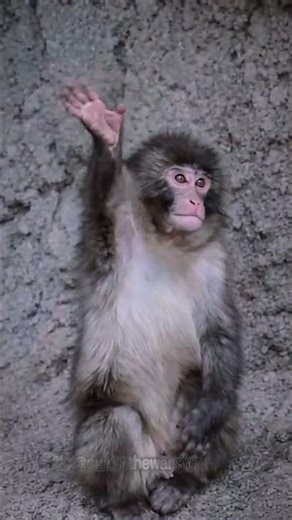 Punch waving to adorable people #punch #japan #fym #fypシ❤️💞❤️