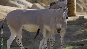 This slow motion video shows a pair of wild burro donkeys mating.