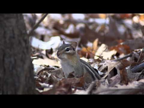Cute Calling Eastern Chipmunk