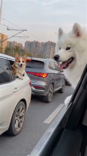 Sneaky Home Rivals Turn into Team Players Outside