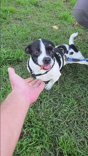 Carlotta A754931 2 Year Old Female Jack Russell Chihuahua Mix STILL Needs Rescue