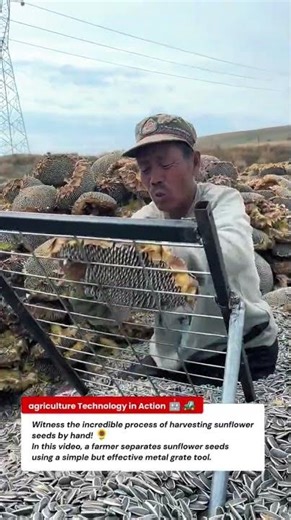 Amazing Sunflower Seed Harvesting Process – Fast Seed Extraction Technique! 🌻
