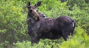 79-Year-Old Woman Stomped By Moose In Her Backyard