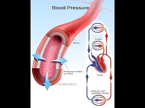 Cardiovascular System: Blood Pressure Regulation