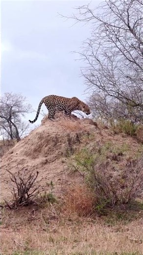 You Won't Believe How Powerful This Leopard Sounds! 🐆