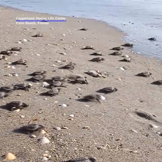 8.9M views · 10K shares | HATCHLINGS! We're at the peak of sea turtle nesting season, so if you're at the beach, watch out for nests and hatchlings! More tips: https://bit.ly/2tbrt6n | FOX 13 News - Tampa Bay | Facebook