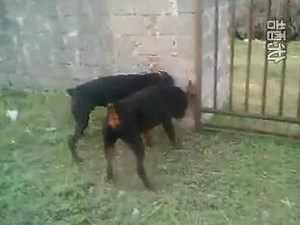 Doberman vs rottweiler