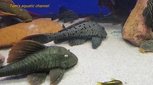 3.2K views · 62 reactions | L137 Hypostomus soniae "Blue Eyed Red Fin Pleco" HD #pleco #plecos #plecostomus #Sturisoma #loricariidae #loricaria #cactus #pseudacanthictus #catfish #baryancistrus #hypostomus #corydoras #Tomsaquaticchannel | Tom's aquatic channel | Facebook