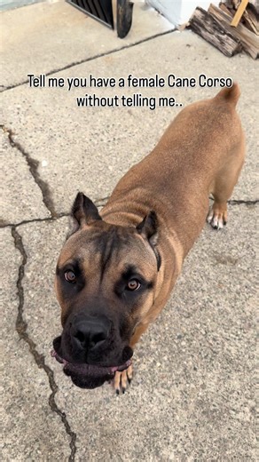 Dogs Sharing Their Thoughts: A Fun Look at Canine Communication