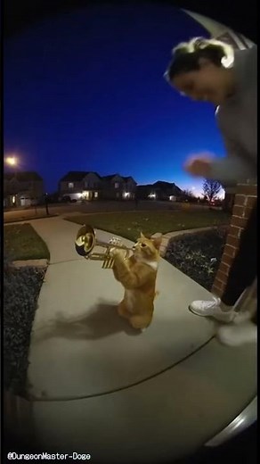 Wait… Is That Cat Playing a Trumpet !? 🎺😹 # #cat #funny #memes #shorts #instrument