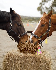 95 reactions · 28 shares | Wishing all horses in the Southern Hemisphere a very Happy Birthday  To celebrate, we announced an extension of our partnership with the Riding for the Disabled Association of Victoria! | Racing Victoria | Facebook