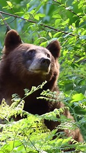 15K views · 1.4K reactions | Happy Flora and Fauna Friday! Black Bears are the only wild bear in California, but did you know they are not always black? While they can be solid black, brown or tan ones are more common, sometimes with white markings.  Although they may look cute, black bears can be very dangerous—please do not approach them. Sequoia and Kings Canyon National Parks  @markian.b on IG | Visit California | Facebook