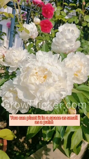 Transform Your Garden with Stunning Peony Elegance | Grow Flicker