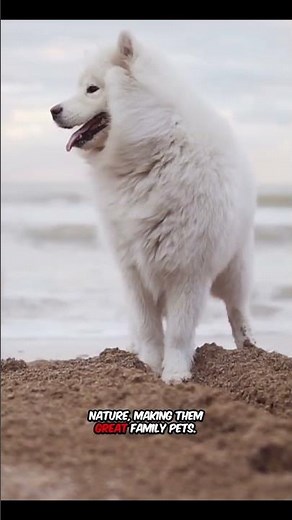 Samoyeds_ Fluffy Family Friends