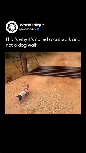 worldEdify™🌍 on Instagram: "Cats and dogs both display elegance, but they express it very differently. Cats are admired for their natural grace, moving softly and smoothly through their surroundings. Their quiet steps, effortless jumps, and calm posture give them an air of control and mystery that feels refined and timeless. Dogs show elegance through energy and warmth rather than silence. Many breeds move with confident strength, while others charm with playful enthusiasm and loyalty. Their op