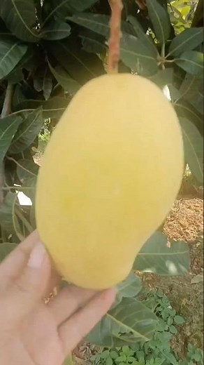 Carabao Mango | The Sweetest Mango in the World.