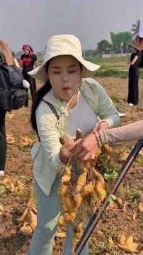 Dien Bien sweet potatoes #cuisine #foodshorts #huyenphi #mientay #cooking #windnet