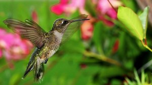 Hummingbird Adaptations In Dazzling Motion