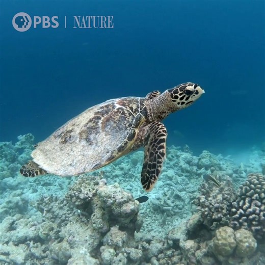 It's World Sea Turtle Day! There are seven species of sea turtles around the world and we invite you to take a moment to relax with these graceful animals in their watery home. Find more programs from Nature streaming at: www.thirteen.org/programs/nature/ #NaturePBS #SeaTurtleDay #UnderTheSea | Thirteen WNET New York