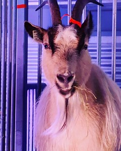 2K views · 41 reactions | First Icelandic Goat Band presents: Iceland Goat Waves - played on genki instruments #goatwaves More info: https://facebook.com/events/1269228323260272/?ti=icl | The Reykjavík Grapevine | Facebook