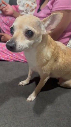 Vegetarian Taco Pizza - Urban Crust #tacotuesday #shorts