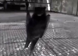 22K views · 657 reactions | 80s Goth Nightclub 驪 Bats Club. The Cure – A Forest. 1980 • neontalk.com … #goth #80s #80sgoth #80sfashion #goth #gothgirl #goth #gothboy #gothboyclique #gothfashion #gothaesthetic #80sstyle #darkwave #gothstyle #gothmodel #gothmakeup #80smusic #gothgrunge #gothlife #gothmemes #gothhair #gothlook #gothicmakeup | Neon Talk | Facebook