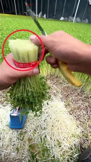 smart agriculture viral video 🤣 #funny #funnyvideo
