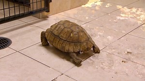 Una transfusión de sangre para salvar a una tortuga en apuros