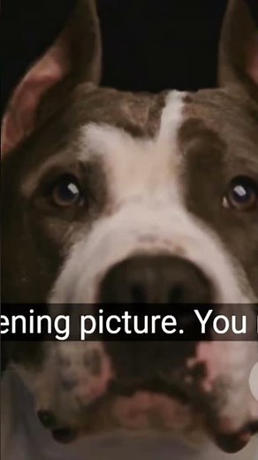 Why Pit Bulls Are Misunderstood (Documentary)