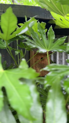 Building a Nest Box for Bees in the Garden