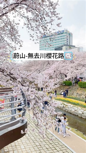 釜山近郊 #蔚山 #無去川櫻花路 搭配水仙花和河川倒映，拍起來很美 #釜山賞櫻 #蔚山賞櫻 (詳細介紹放留言👇 | 我在前往韓國旅遊的路上