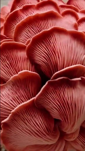 Rosenseitling 🌹🍄