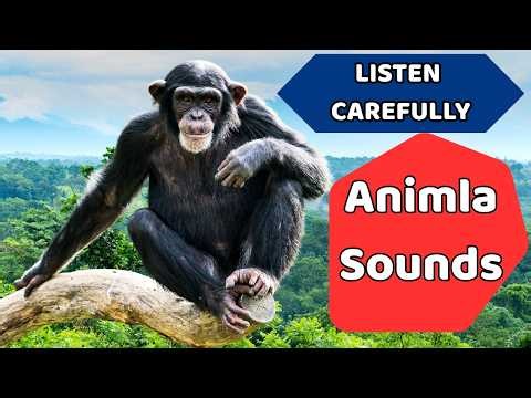 Real Animal Sounds | Relaxing Nature Audio