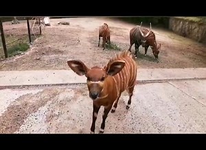 3K views · 178 reactions | Belfast Zoo Comes To You: Keeper Update! Eastern bongos  You might remember we announced the arrival of our baby bongo Jumapili back at the start of the year. Our Keeper Nick has sent us through this great video update so you can see how Jumapili and the rest of our Eastern bongos are getting on. Captions are available, just switch them on! #BelfastZooComesToYou | Belfast Zoo | Facebook