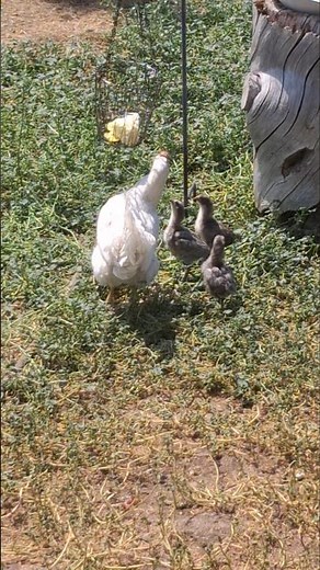 A Mama Hen’s Guide to Homestead Life