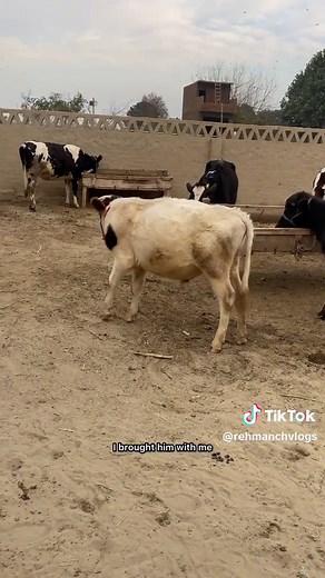 Daily Milk Production of Dairy Cows Explained