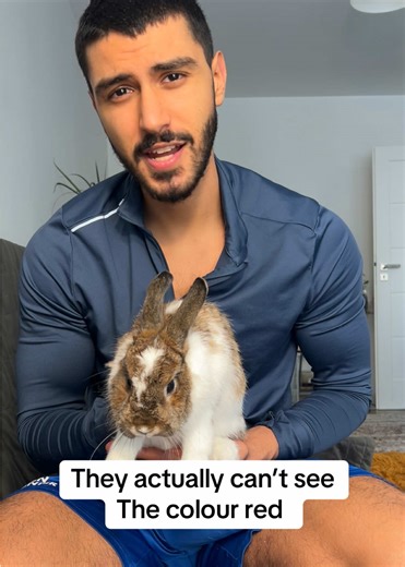 Important educational information about how rabbits see the world | rabbit