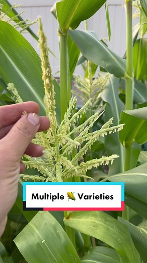 Exploring Multiple Varieties of Corn in the Garden