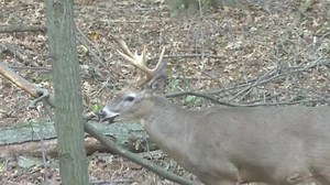 What a torturing, wonderful, waterboarding whitetail hunting afternoon this was. That arrow turns me on! Just look at it! God, your creation is perfect. Dead Ringer | Mathews Archery, Inc. | Mossy Oak | Ted Nugent Spirit of the Wild